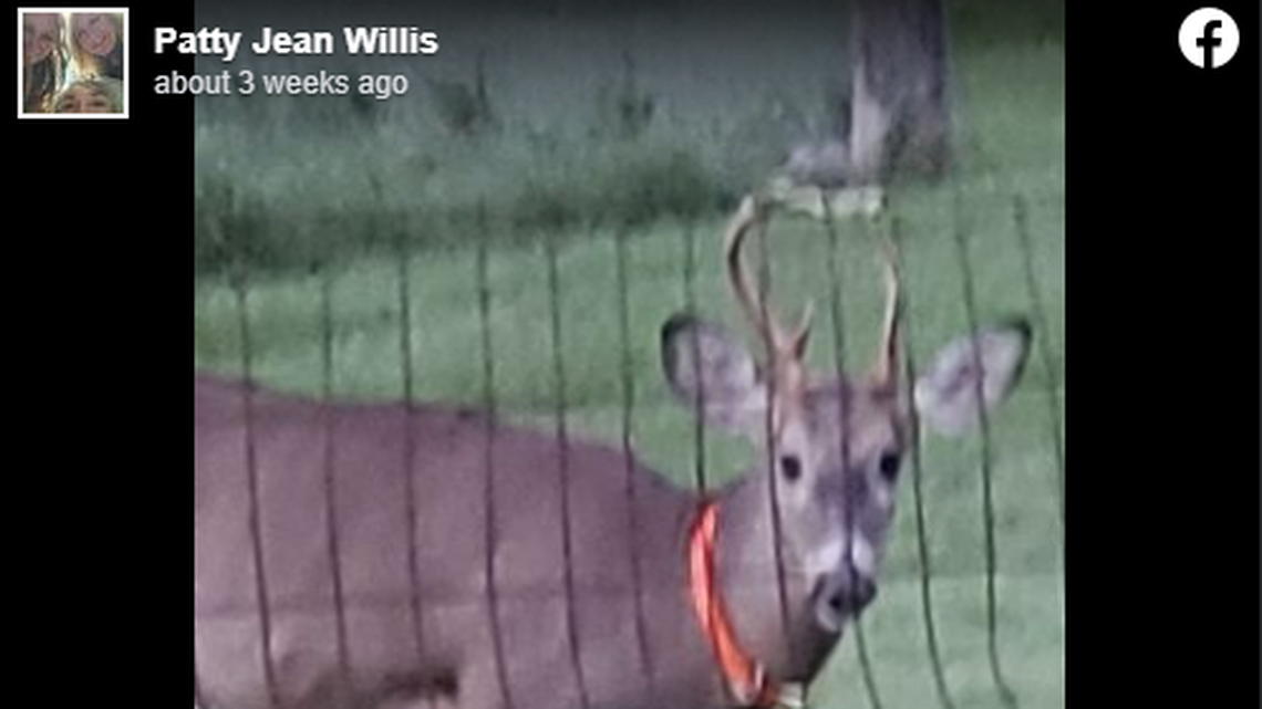 This deer attacked a Michigan woman outside her home, she said.