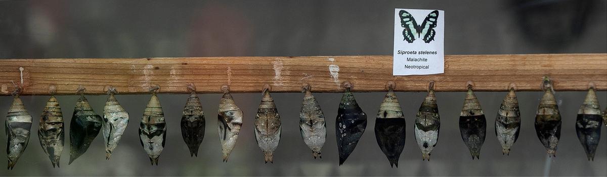 Chrysaleses hang in the emergence chamber waiting to emerge.
