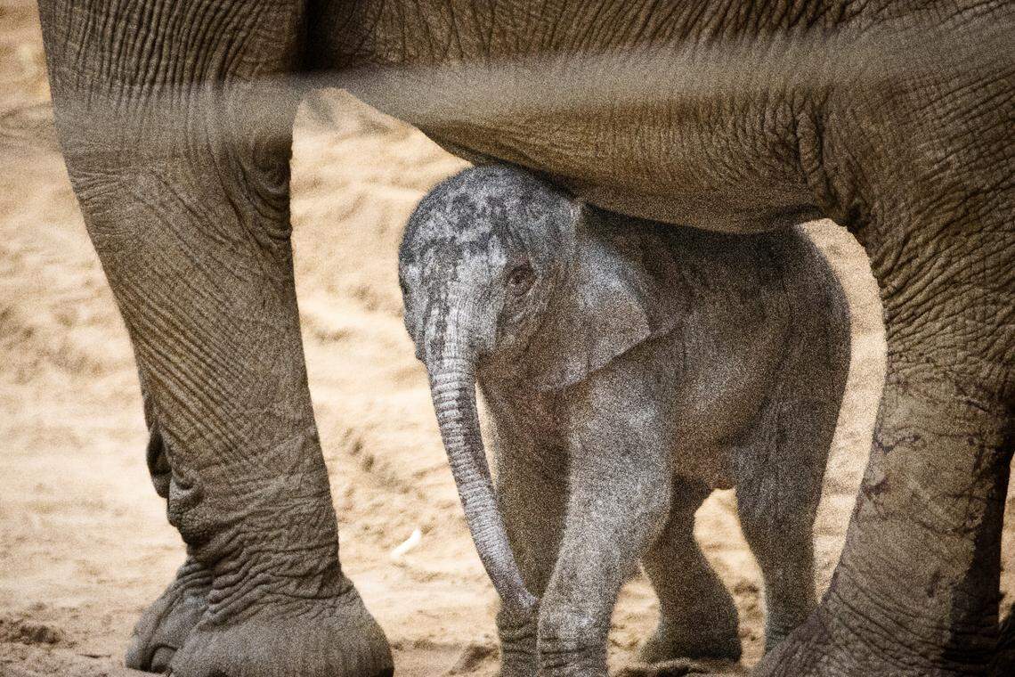 The new elephant was born Sunday, Feb. 18.