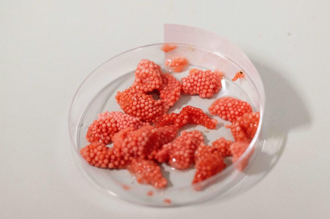 Apple snails eggs in a laboratory at the Stowers Institute for Medical Research. Apple snails are studied for how their nervous system reacts during regeneration.