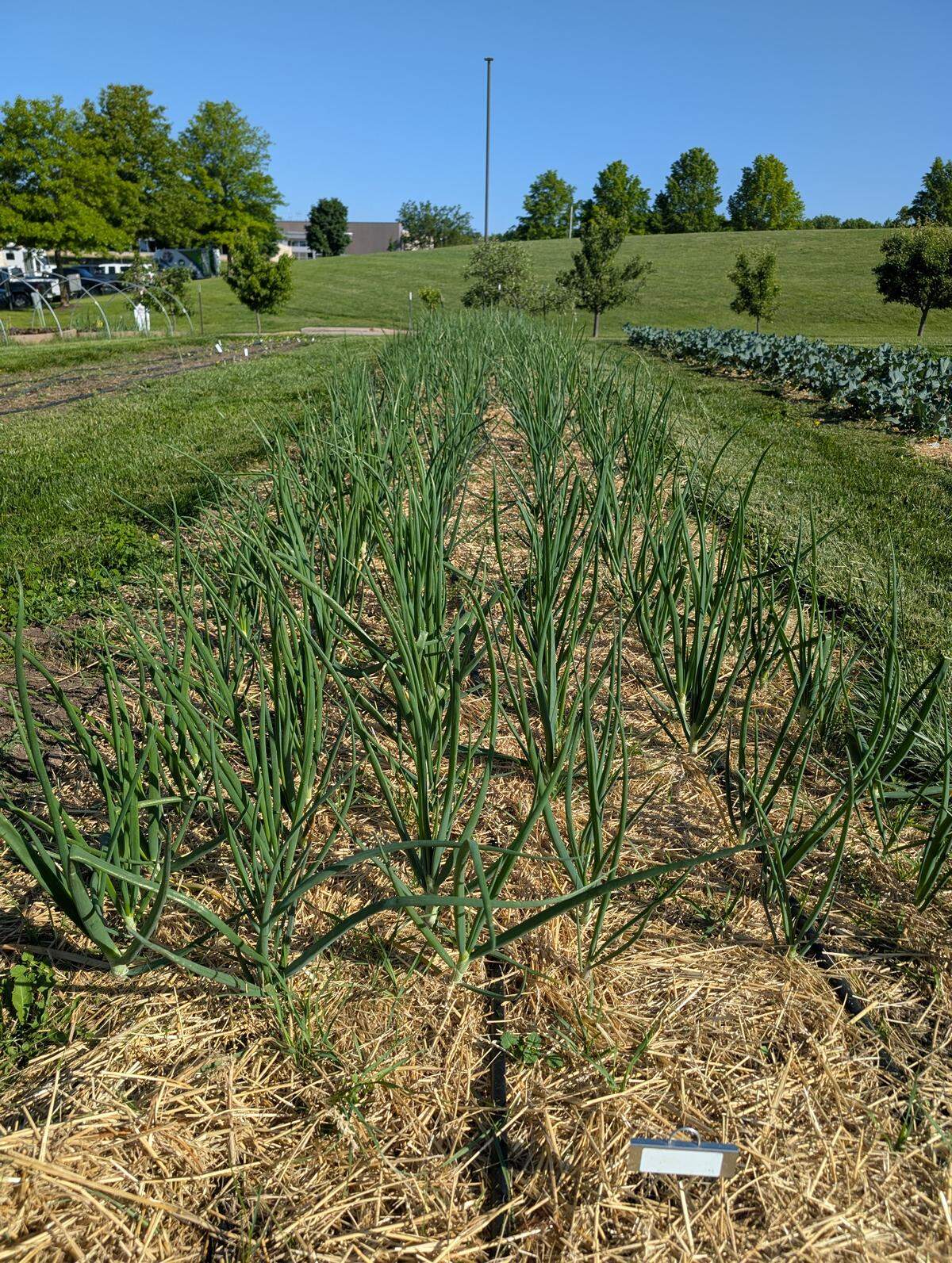 By late summer, the stalks should be standing tall in the garden.