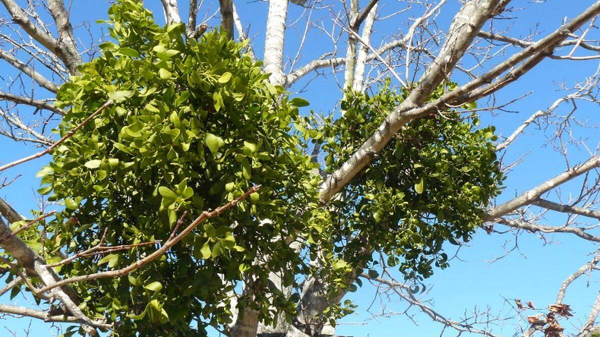 A classic holiday plant, the mistletoe, is actually a parasite that sends out root-like structures into the branches of host trees, stealing water and nutrients.
