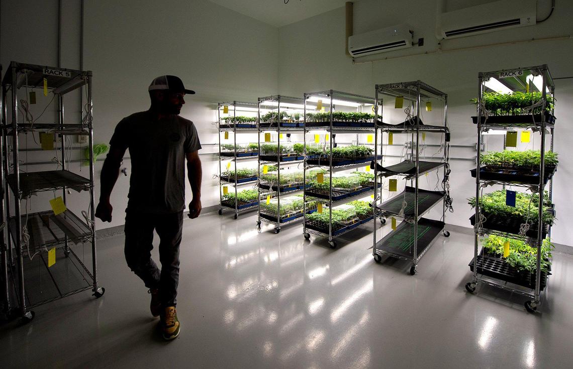 Marijuana clones are placed under small lights to help them root at the Carroll County Cannabis Co. facility.