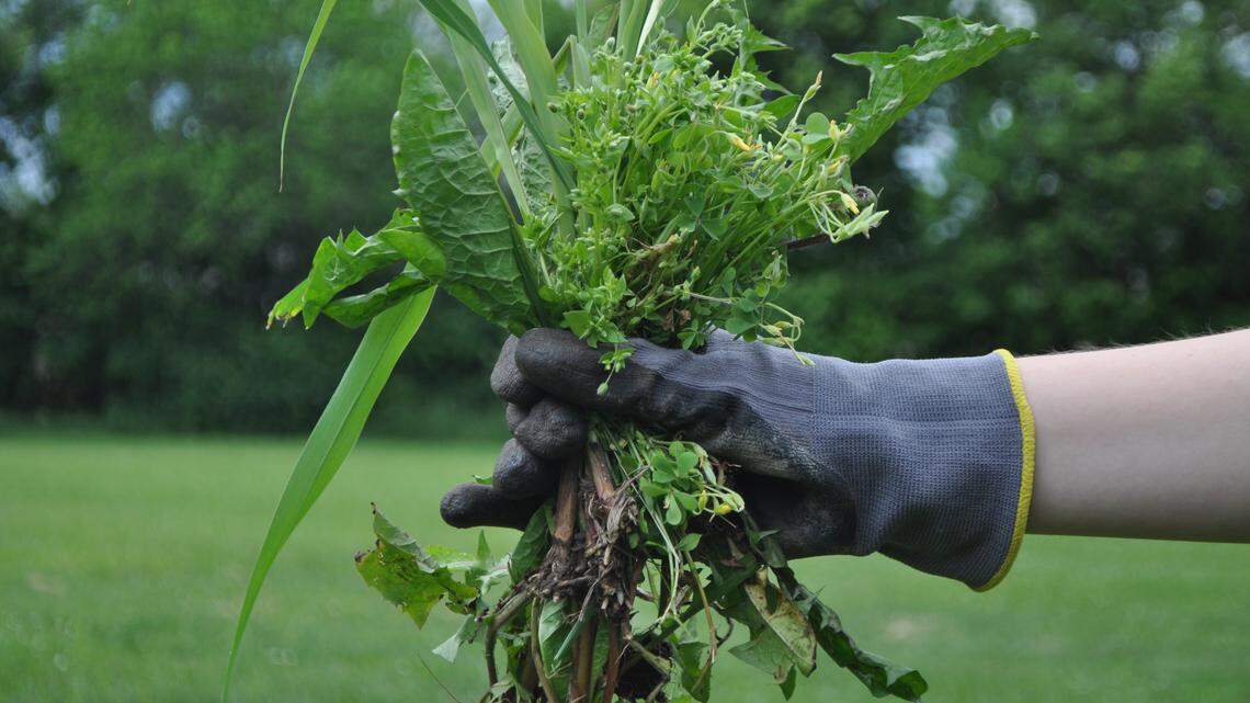How ‘listening’ to the weeds in your garden can help identify right solution