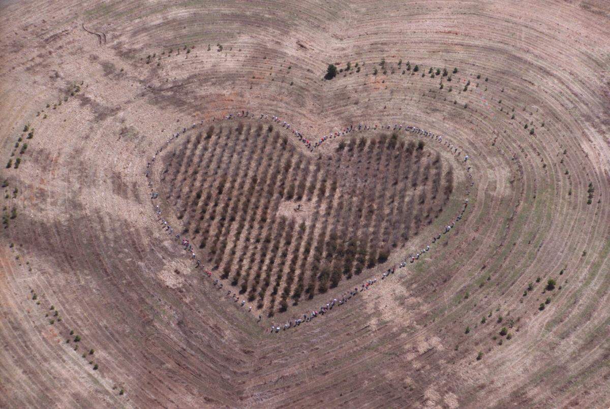 This is a 1997 file photo of the early stages of the Heart Forest, located at N.W. 104th Street and Brightwell Road near the Kansas City International Airport. The photo was captured after volunteers worked at the eighth annual spring planting.