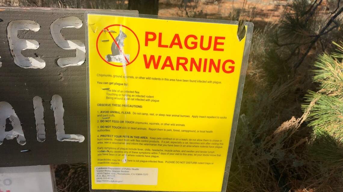 A plague of bears? It’s time to head out of the hills when stumbling across that sign