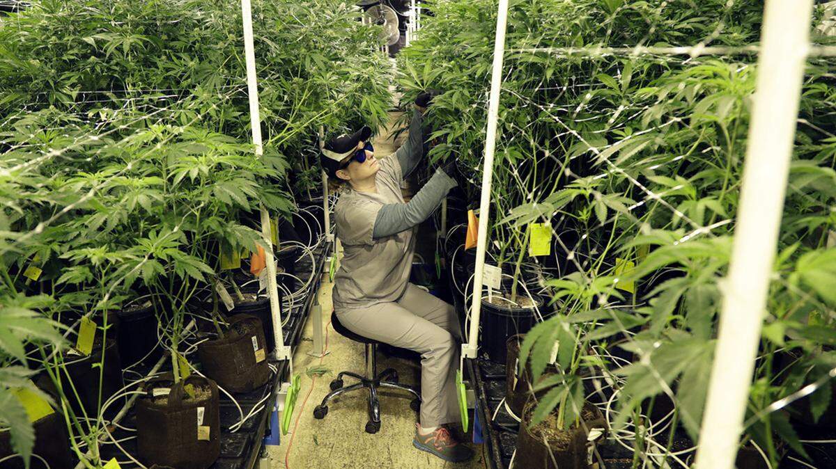 In this March 22, 2019 file photo, Heather Randazzo, a grow employee at Compassionate Care Foundation’s medical marijuana dispensary, trims leaves off marijuana plants in the company’s grow house in Egg Harbor Township, New Jersey