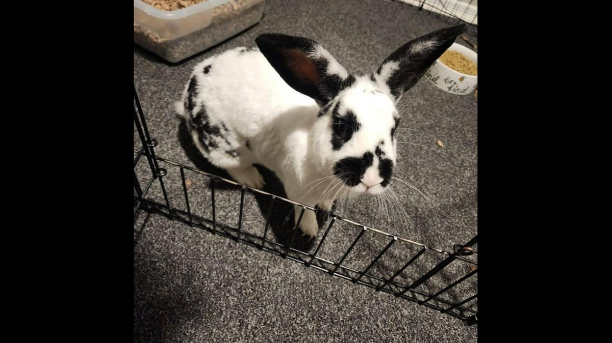 Domino