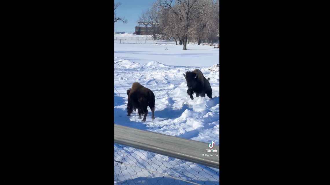 Sid the “goofy” bison at the Great Plains Zoo in South Dakota has the zoomies, and zookeepers captured it on camera. 