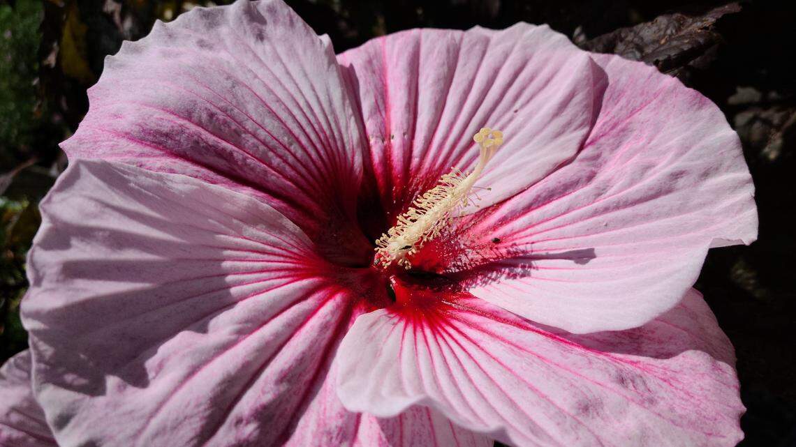 Who could resist this Starry Night rose mallow plant?
