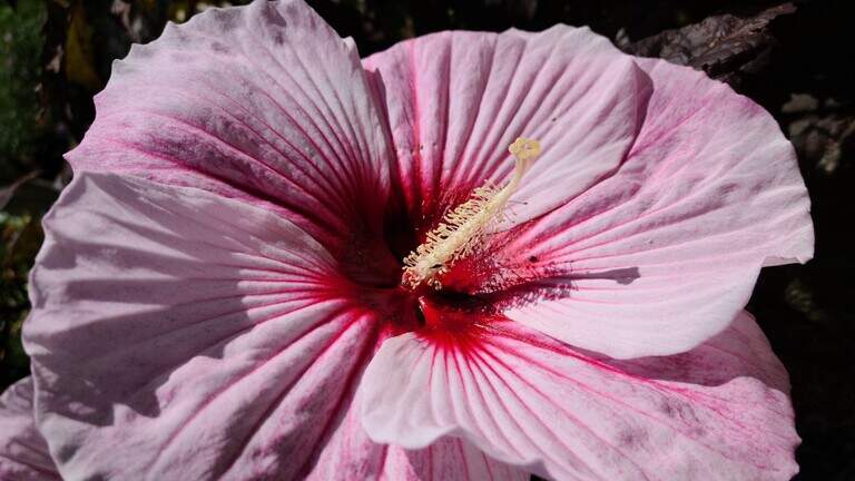 Big, bold and cheerful: This flowering plant will add pop of color to a summer garden