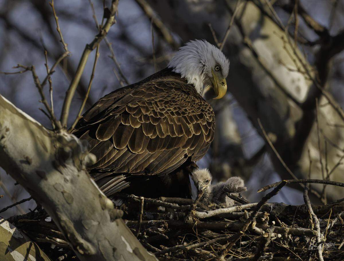 One of two eaglets can be seen popping its head above a bald eagle’s nest last week in southern Overland Park. Photographer Brian Bloch (@wilburbernard on Instagram) has been following the nest for the past four to five years.