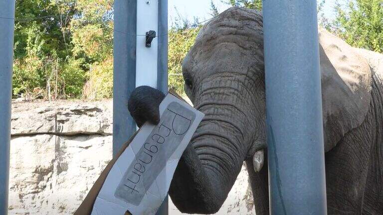 KC Zoo announces first-ever baby elephant, expected in 2027. ‘Elephant-astic’