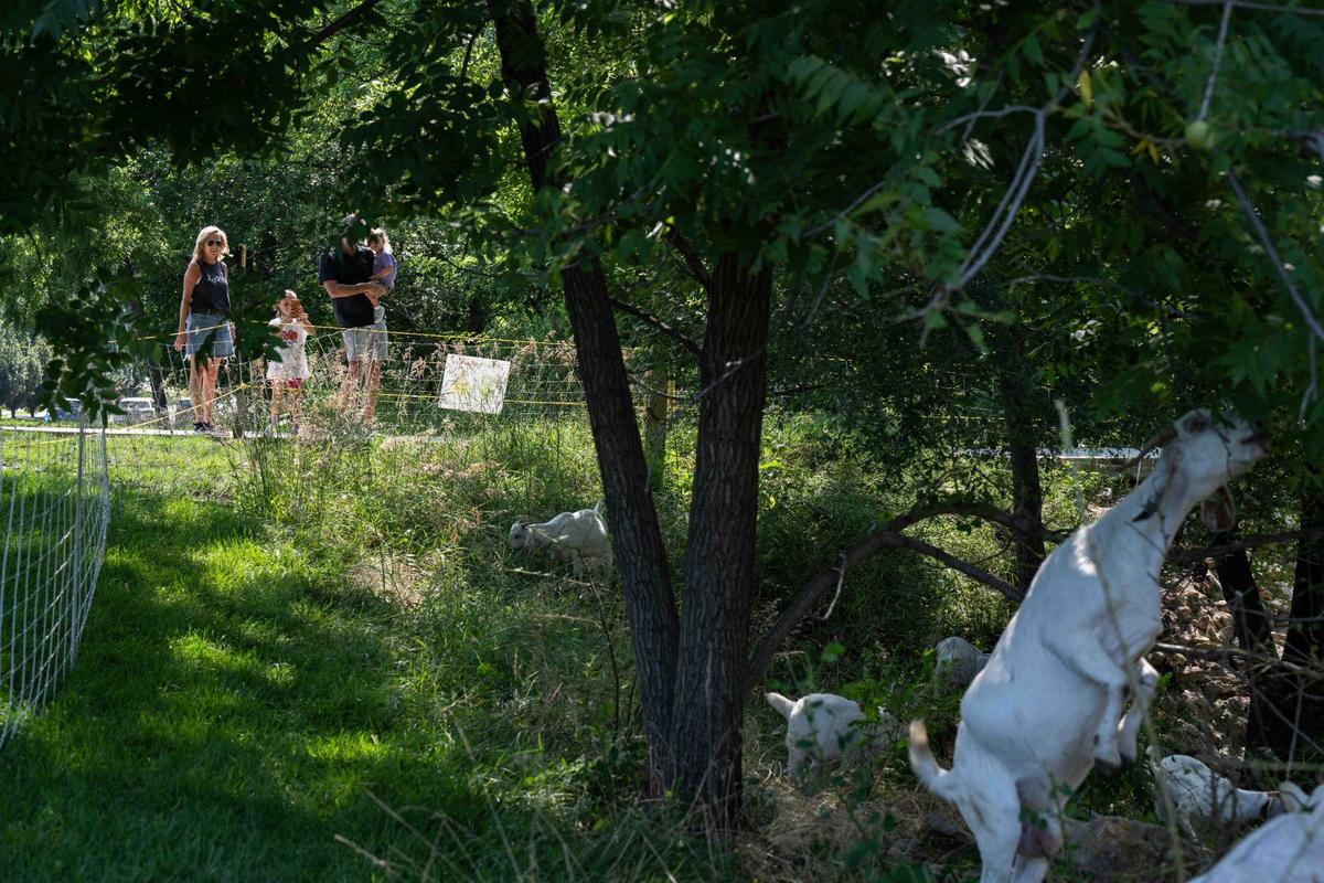 Park visitors watch graze at Sar-Ko-Par Trails Park in Lenexa as goats from Goats on the Go Joco eat clear out overgrown vegetation.