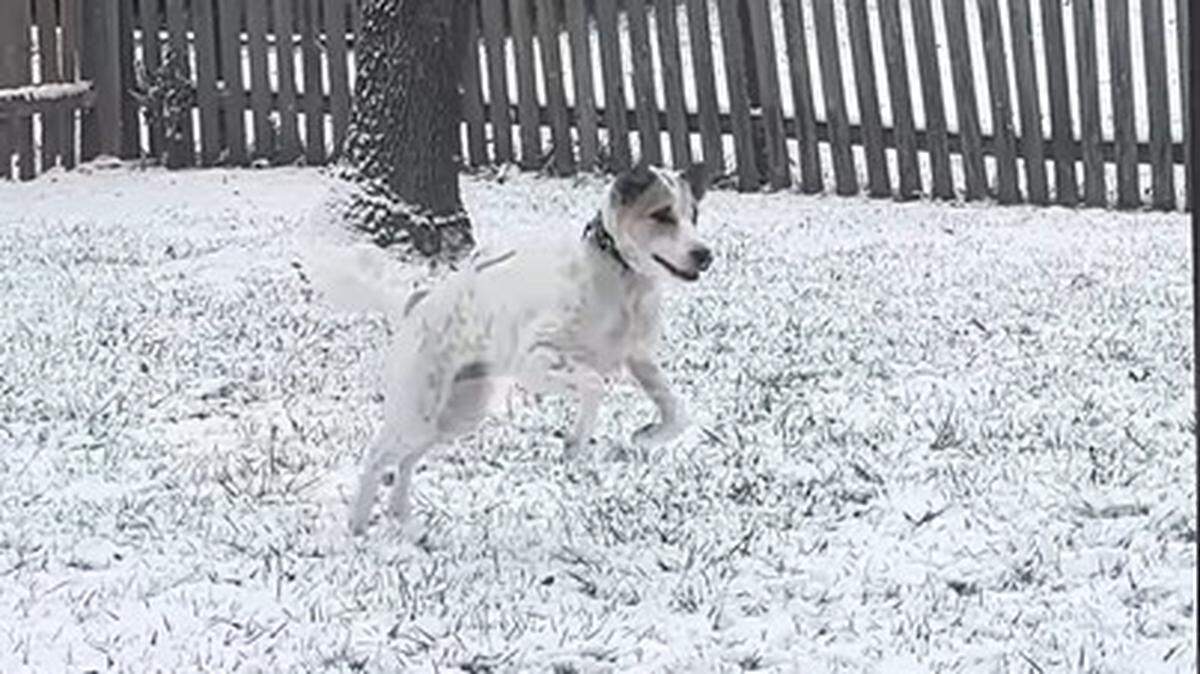 Kai the island dog is now Kai the snow dog.