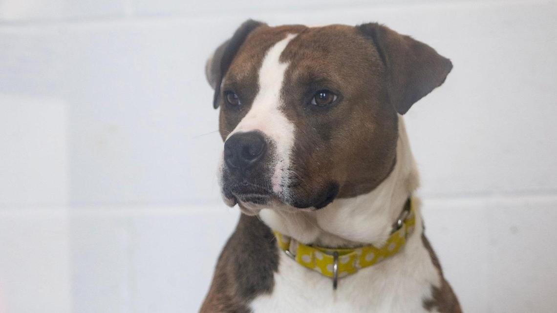 Doesn’t anyone want us? These dogs have spent months, even years at KC area shelters