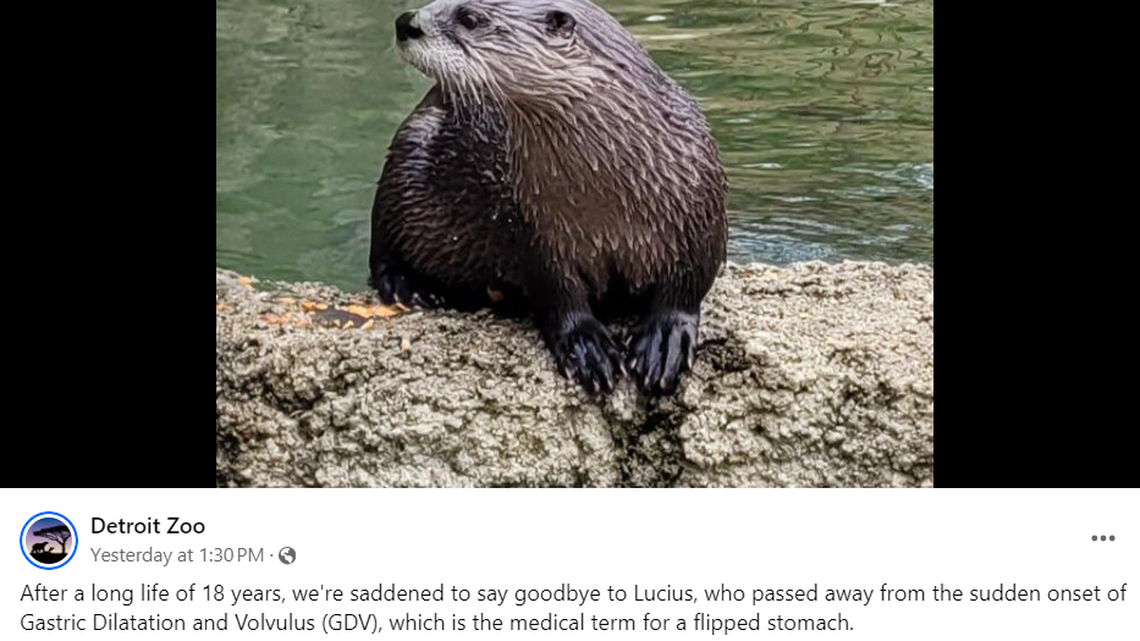 An 18-year-old otter at the Detroit Zoo died suddenly after suffering of flipped stomach.