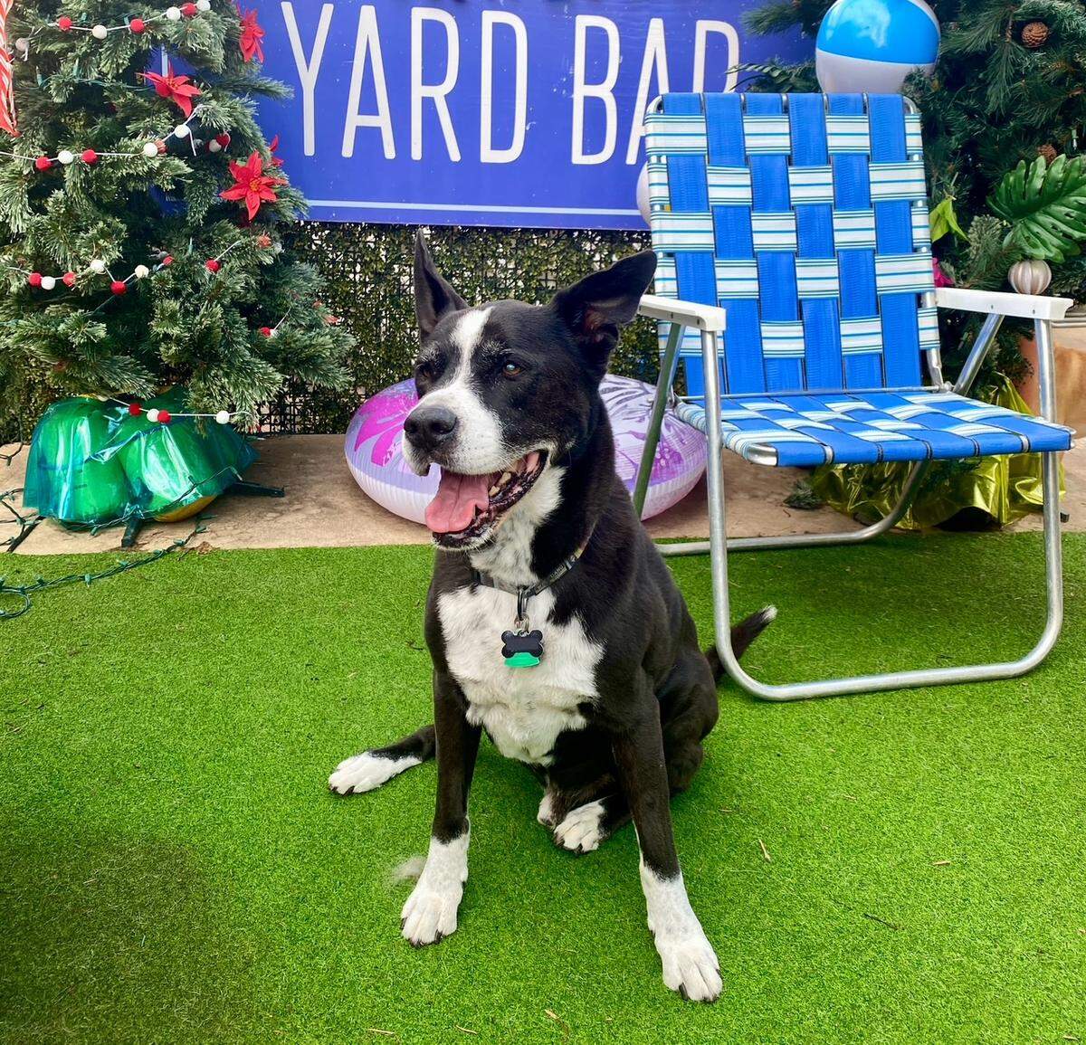 Albert, the beloved pet of Allyssa Kemp and her spouse, Justin, recently died. Albert was brought to Heartland Pet Aquamation on July 11 in the West Bottoms to undergo alkali hydrolysis.