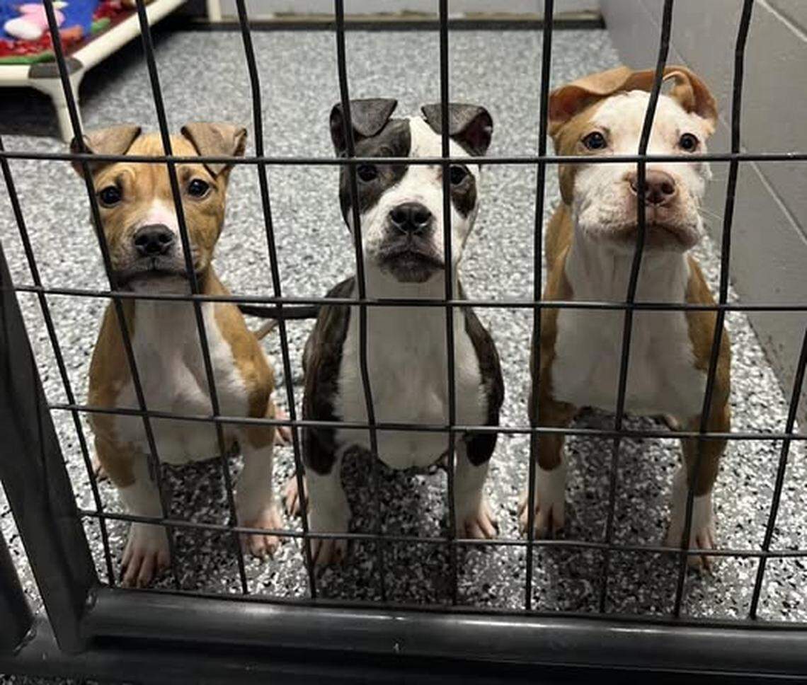 The Bonner Springs Police Department announced on Mar. 11 that the agency issued a citation in connection to a puppy found taped into a plastic tub, according to a Facebook post. Two more puppies in the individual’s care were surrendered to animal control officers. All three will eventually be available for adoption through Great Plains SPCA.