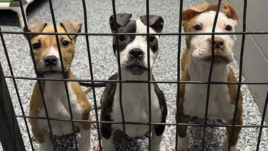 Bonner Springs police issue citation after abandoned pup found taped in bin