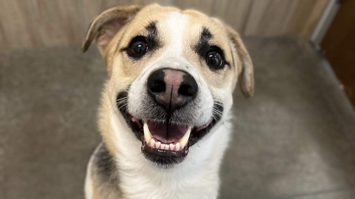 A dog named King was abandoned at a Burger King in Illinois, cops say.