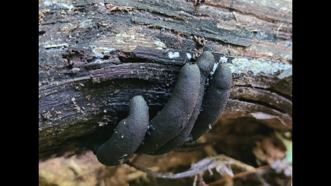A photographer stumbled onto “dead man’s fingers” clutching a piece of timber in Ohio.