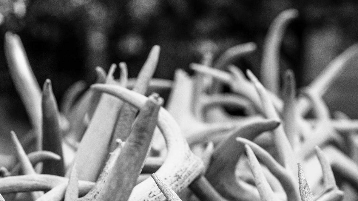 File photo of antler sheds. A man searching for fallen antlers in Kansas discovered human remains, authorities said. 