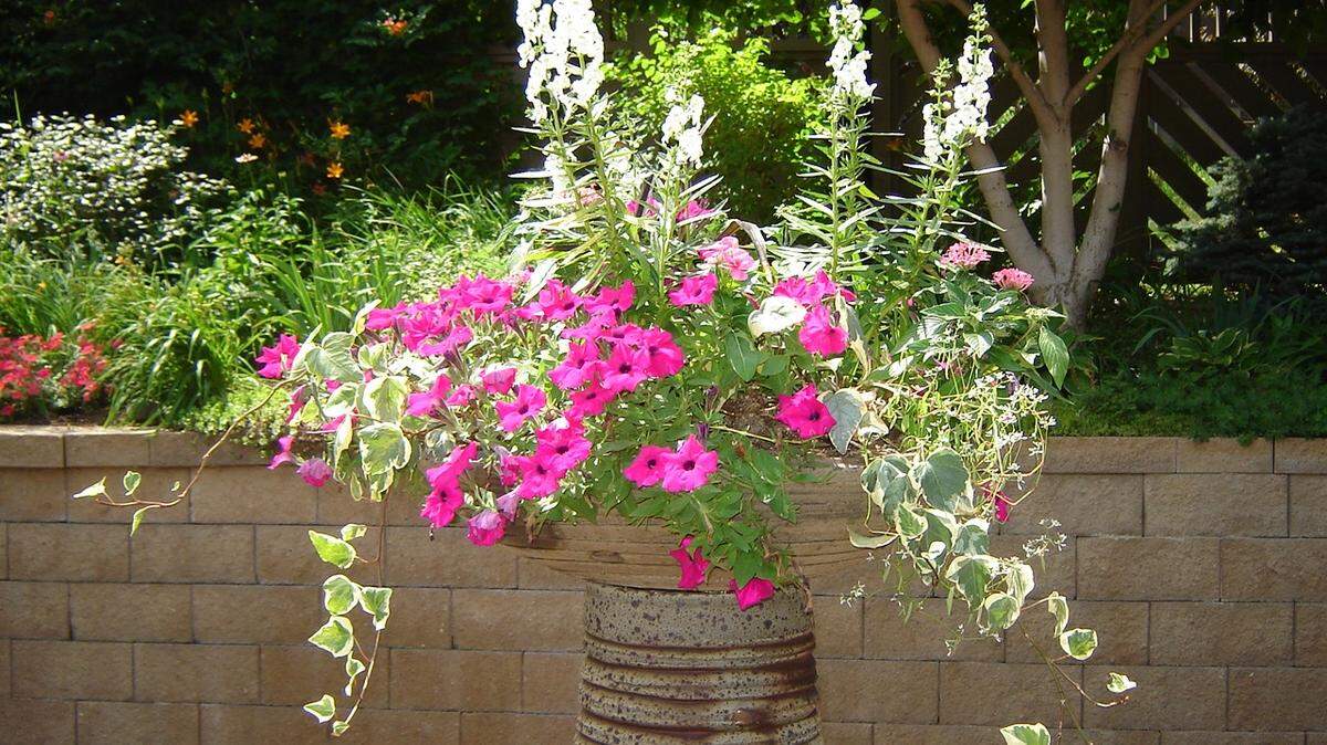 Angelonia petunias provide a pop of color.