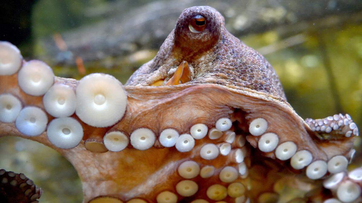 An octopus swims at the Ocearium in Le Croisic, western France, on December 6, 2016. (Photo by LOIC VENANCE / AFP) (Photo by LOIC VENANCE/AFP via Getty Images)