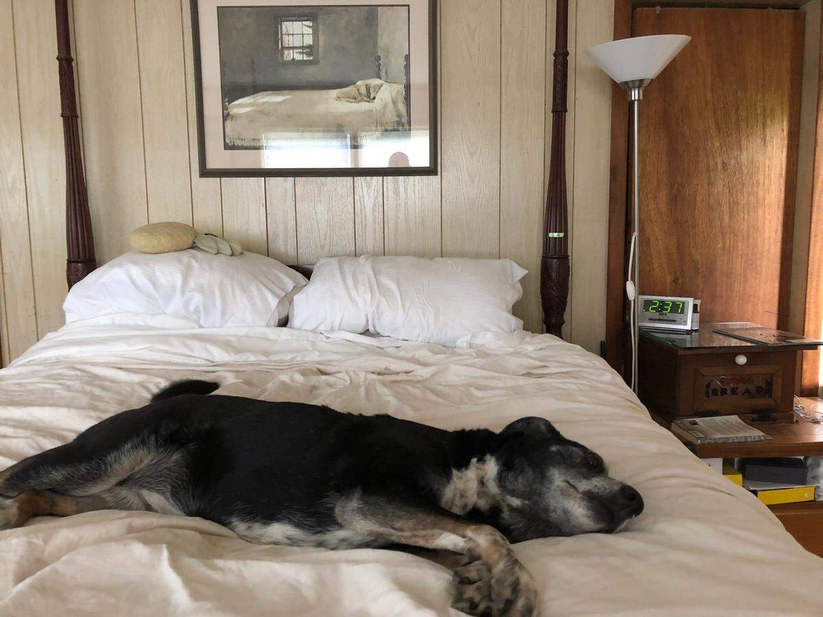 This was an example of life imitating art as Calpurnia napped on my bed below a famous Andrew Wyeth painting.