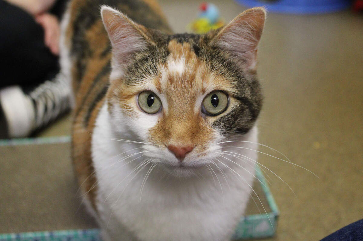 Tobias