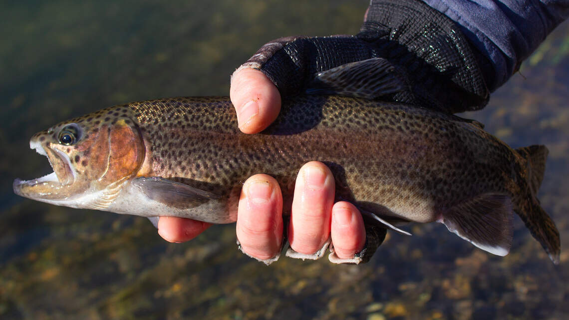 Outdoors report: New Blue-Ribbon Trout Slam program presents new challenge for anglers