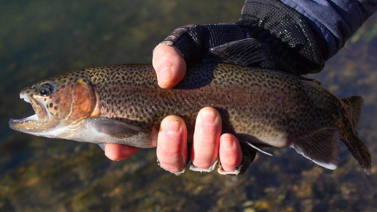 The Missouri Department of Conservation and Trout Unlimited have teamed up for a new program that might be of interest to trout anglers.