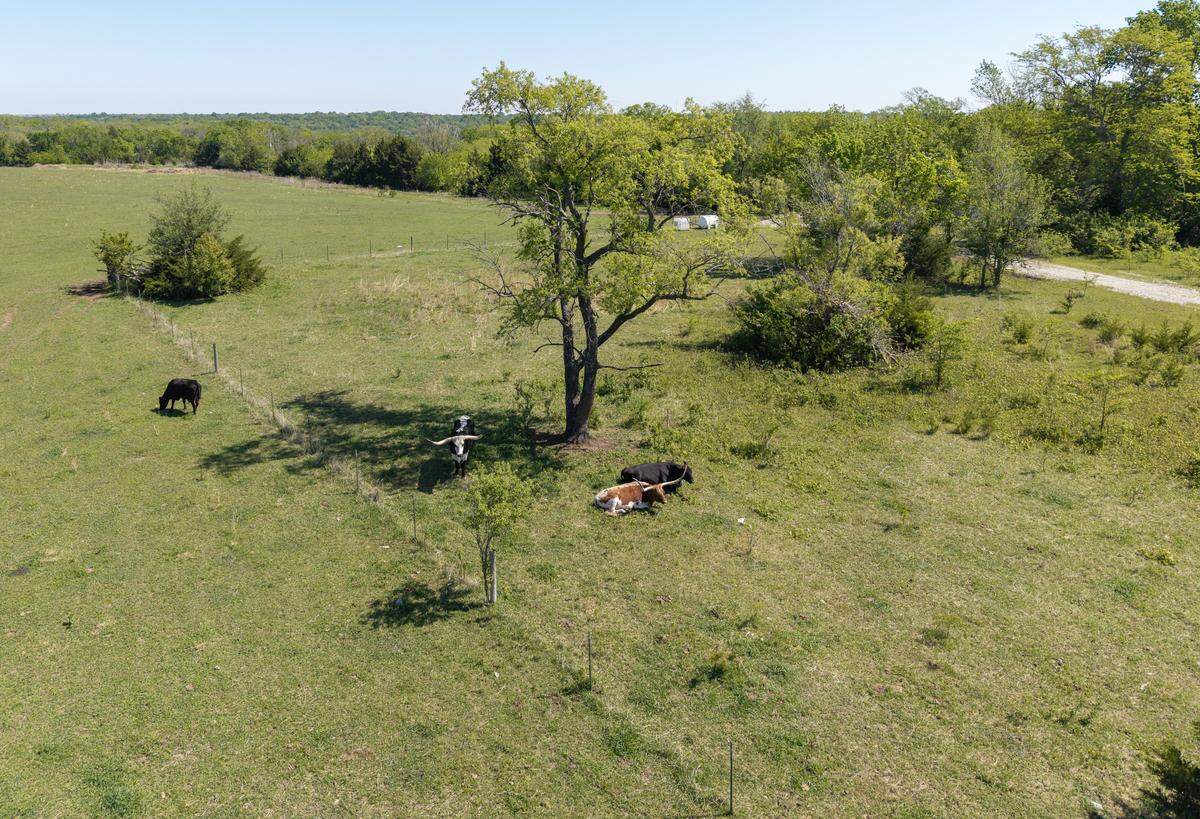 Longhorn steer graze on land on the north side of 143rd Street, between Lakeshore Drive and Cedar Niles Road in Olathe, that is the subject of a lawsuit that alleges the city is forcing eminent domain for a private real estate developer's project. The property, which is owned by the Olathe School District, was seen on Friday, May 1, 2026.