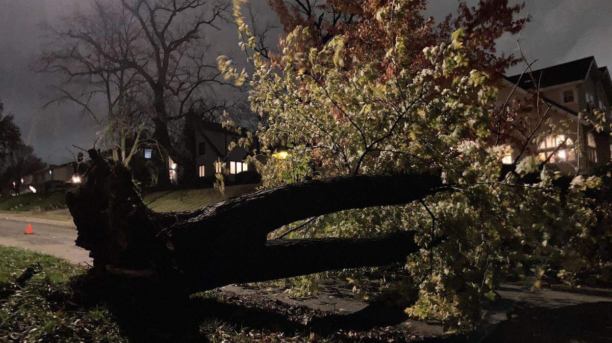 High winds ripped a tree out of the ground by its roots on 50th Terrace on Monday night.