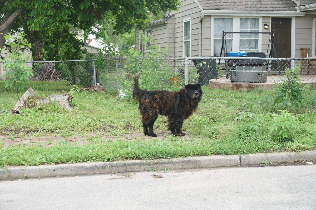 A dog trots around the Argentine neighborhood on the morning of May 20, 2025, after heavy storms hit the neighborhood and others in Kansas City, Kansas, the evening before.