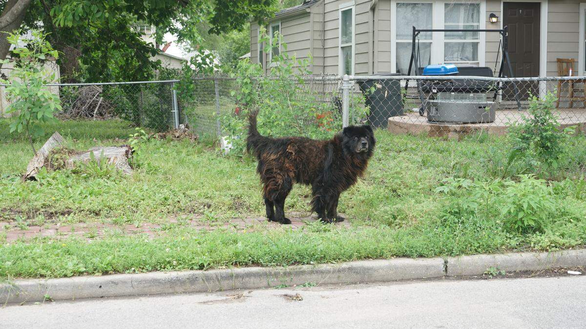 A dog trots around the Argentine neighborhood on the morning of May 20, 2025, after heavy storms hit the neighborhood and others in Kansas City, Kansas, the evening before. Recent lawsuits claim police officers illegally shot and killed several pet dogs in Kansas, and highlight the fact that most area police departments lack training for dog encounters.