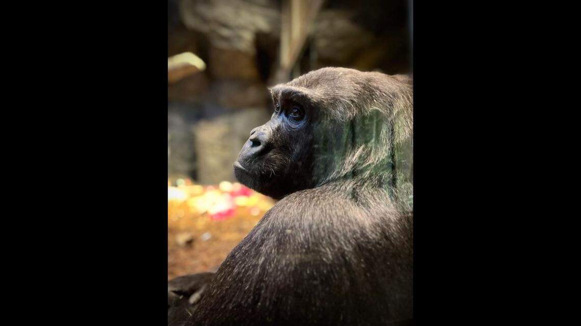 Timu, the world’s first gorilla conceived by IVF, dies, zoo officials said.