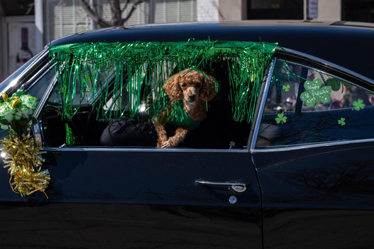 A dog pokes his head out of the drivers side window a car participating in the Kansas City St. Patrick’s Day Parade on Monday, March 17, 2025.