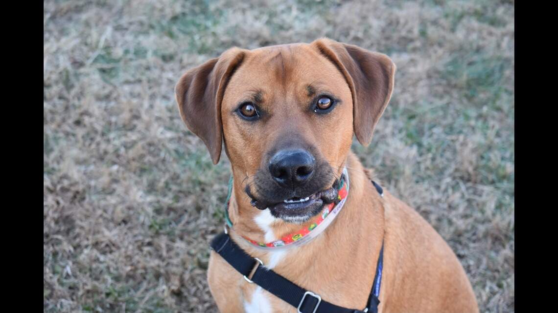 This little wiggle worm will capture your heart. Meet the hound at Wayside Waifs