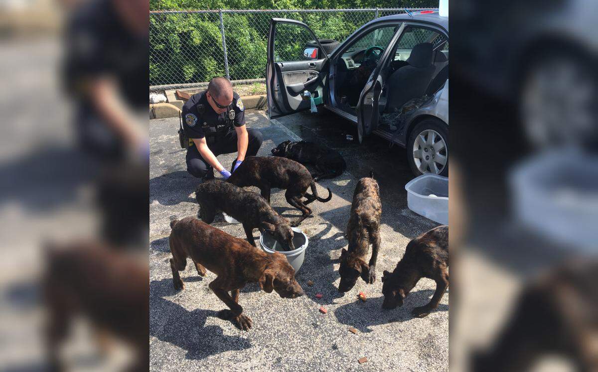 A worker called Ellisville, Missouri, police early Tuesday, May 22, 2018 after finding 13 dogs trapped inside a "fogged up" car parked in the back lot of a distribution service center.