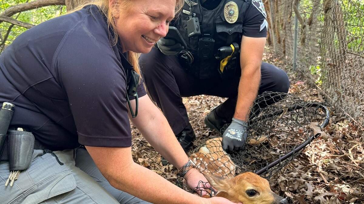 Animal control officer Carla Lewis and a police officer save an orphaned baby deer in Leawood, Kansas.