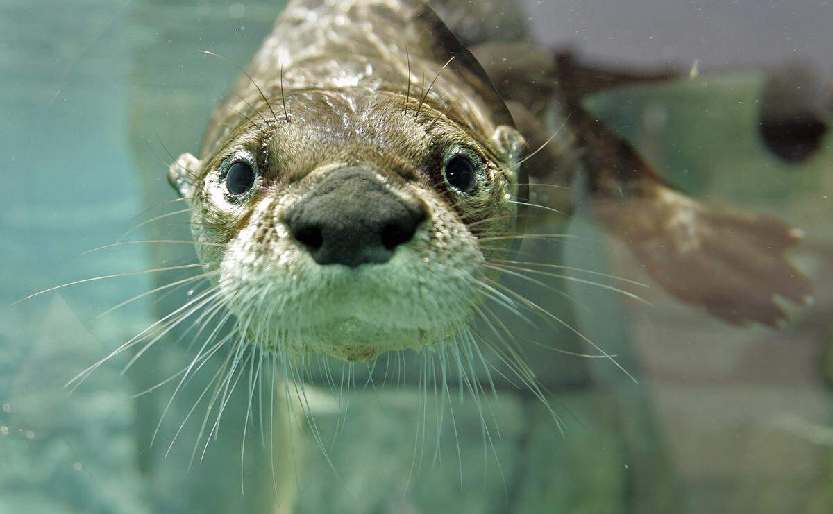 The Kansas City Zoo has long had river otters. Now it plans an aquarium where sea otters will join ocean life from around the world.