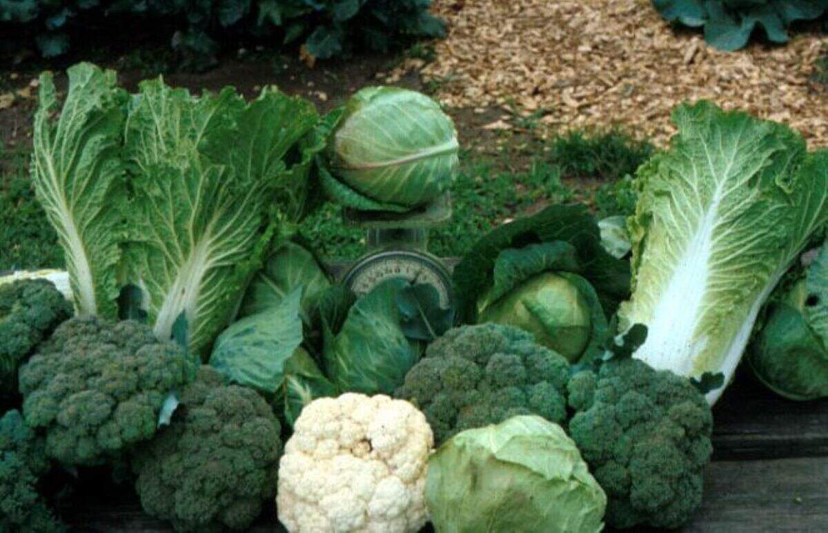 Buying directly from a local producer may provide an opportunity to ask questions about how food is grown, harvested, washed, stored and transported.