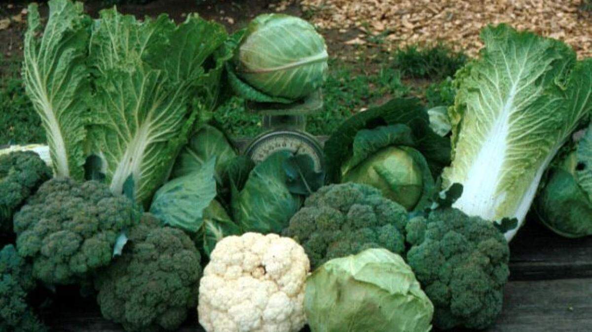 Cool season crops such as lettuce, broccoli, spinach, cabbage, cauliflower, beets and carrots are first up for planting and harvesting.