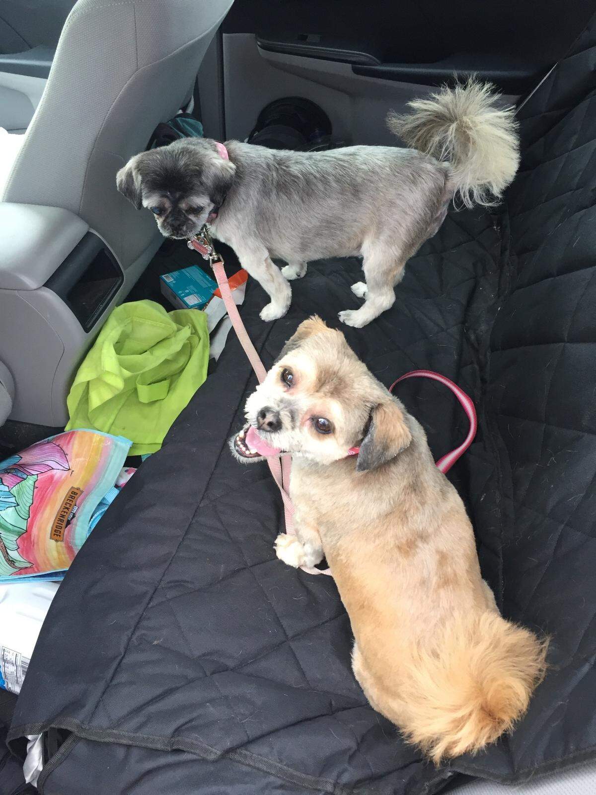 Princess, top, and Tiffany pulled Star reporter Lisa Gutierrez through the depression of losing her husband and the isolation of the pandemic.