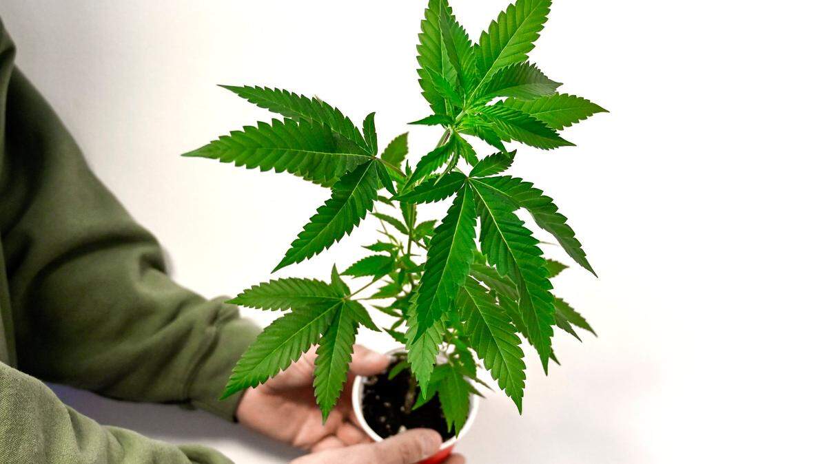 In Missouri, it’s legal to grow, sell and consume marijuana. And in Raytown, it’s legal to smoke it in bars now.