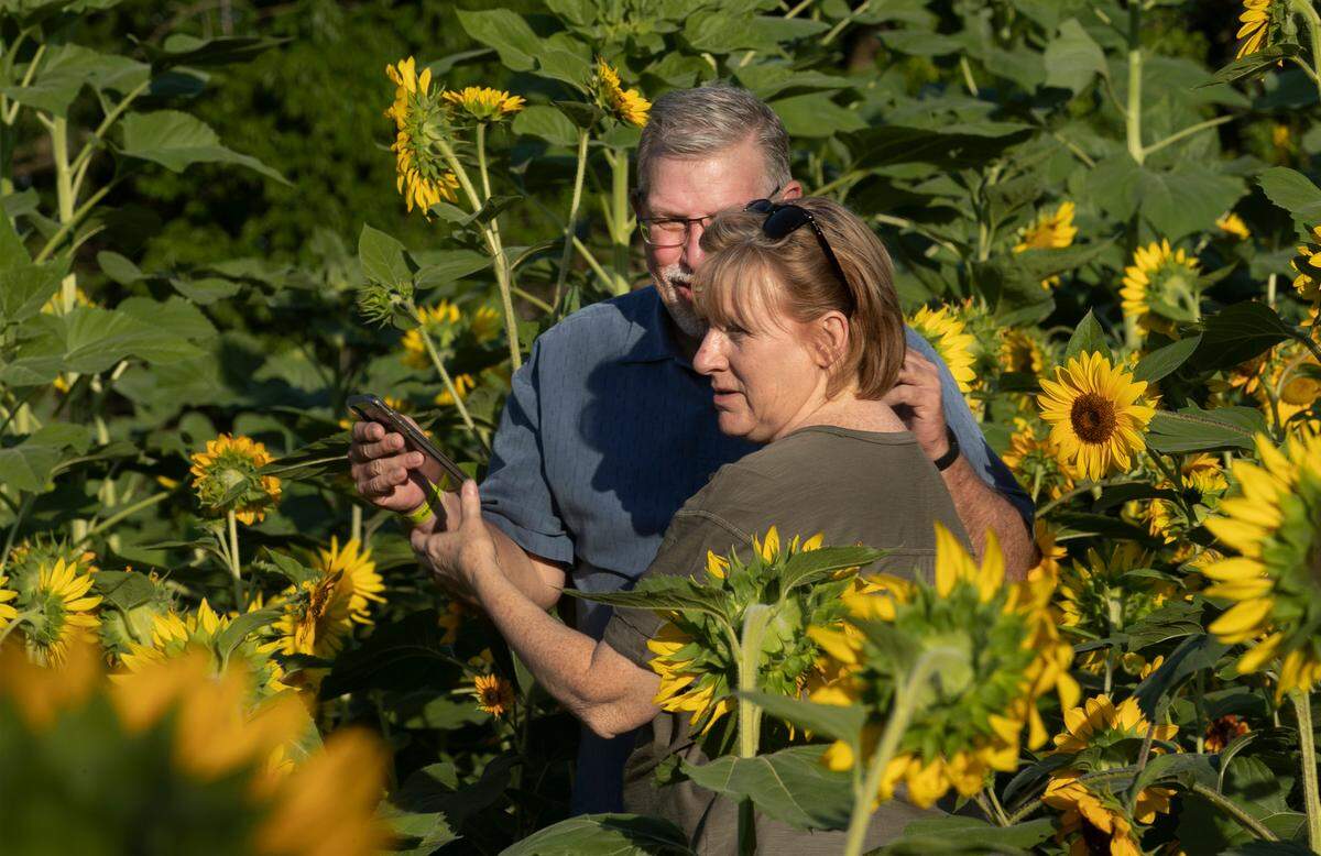 Graig Gerdes, and his wife Carolyn Gerdes of Shawnee, took a selfie at the KC Sunflower Fest at the KC Pumpkin Patch in Olathe, Friday, August 12, 2022.