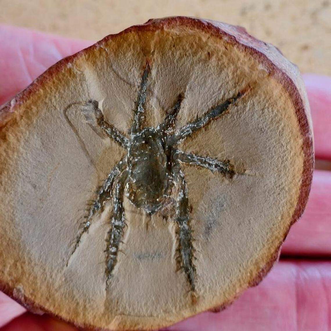 “Fossilized douglassarachne acanthopoda, noted for its up-armored spiny legs, might have resemblance to modern harvestmen spiders, but with a more experimental body plan,” scientists said.