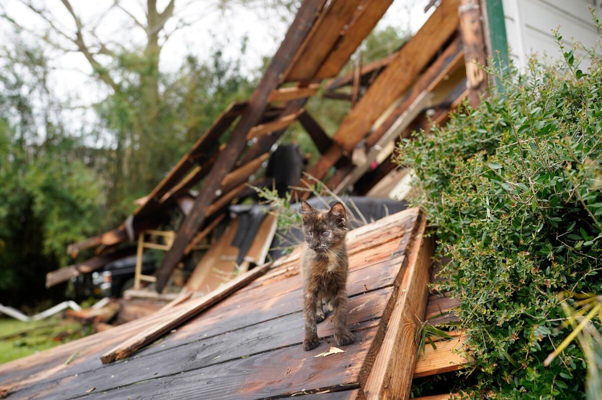 A cat walks through debris at Chris Johnson’s home on Thursday, Aug. 27, 2020, in Lake Charles, La., after Hurricane Laura moved through the state. Johnson stayed in his home as the storm passed. (AP Photo/Gerald Herbert)